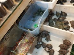 -双季花艺园艺市场(浦东店)