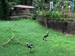 -新加坡飞禽公园