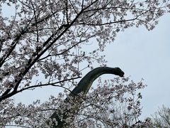 -顾村公园