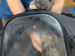 -阿荣24H宠物医院·综合型转诊中心·CT·核磁影像中心