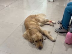 -佳雯宠物医院·皮肤科·内外科(春晓路分院)