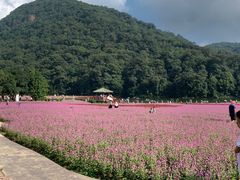-广州市石门国家森林公园