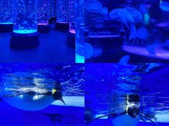 -海合安成都极地海洋公园