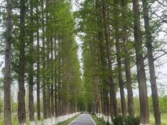 -黄海国家森林公园