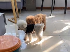 -翊宠yipet猫狗购宠庄园犬舍•猫舍