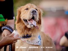 -趣玩宠物乐园寄养训犬训狗游泳池