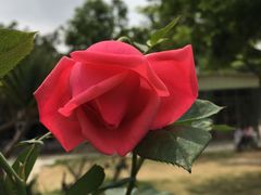 -松山湖梦幻百花洲