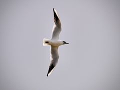 -野鸭湖国家湿地公园