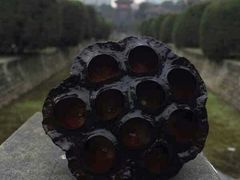 -四川大学(华西校区)