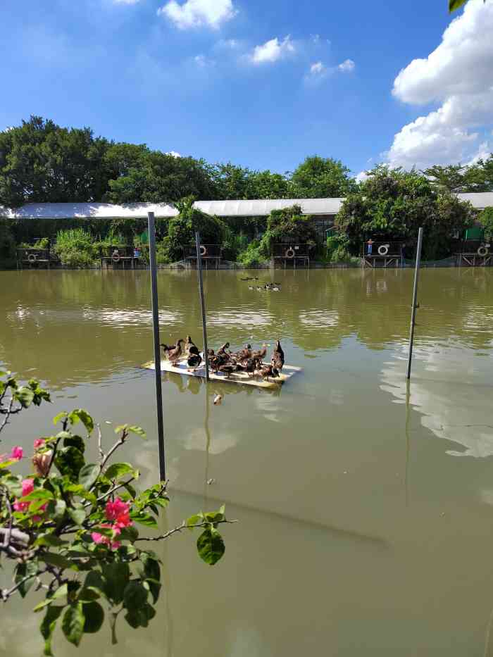 乐祈农场(番禺店)-"来这个农场有4.5次了吧~在这里的餐厅吃..."-大众