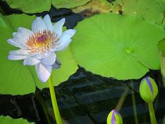 -国家植物园南园