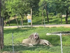 -秦皇岛野生动物园