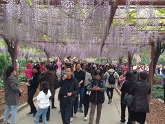-嘉定紫藤园