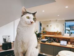 -猫里有甜