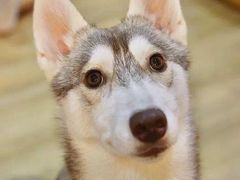 -Husky Go! 哈士奇体验馆·宠物咖啡厅狗咖