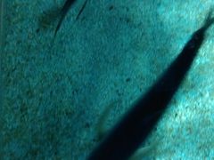 -暹罗海洋世界