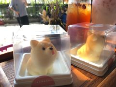 -柴犬高等学院·狗咖·柴犬售卖·宠物训练