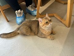 -藏猫猫咖啡主题馆(中央大道店)