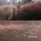 现在！秋天～乱粉黛子正粉时！