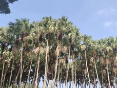 -红花山公园