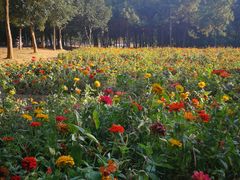 -艾溪湖湿地公园