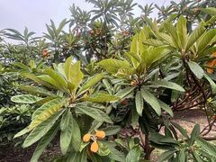 -塘栖枇杷特色园区