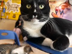 -平行世界·猫咖(首经贸店)
