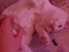 -全心全意连锁动物医院·微创中心·内科急重症·心脏专科(丰管路店)