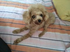 -惠康宠物医院(华能路店)