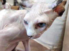 -藏猫猫咖啡主题馆(中央大道店)