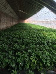 -蓝呗呗蓝莓草莓采摘园(通州区马驹桥店)