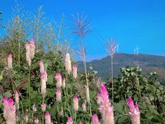 -重庆睡佛山森林公园