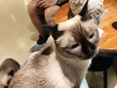 -藏猫猫咖啡主题馆(中央大道店)