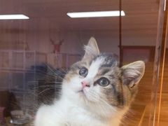 -喵百万·布偶·蓝金金渐层英短·猫舍(百子湾店)