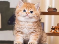-小猫来了·猫舍(红山六九七九店)