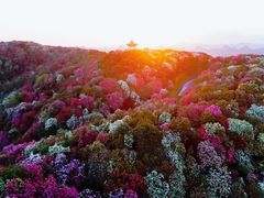 -贵州百里杜鹃风景名胜区