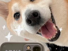 -逗柴咖啡屋·狗咖猫咖宠物桌游