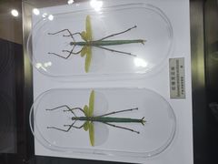 -上海昆虫博物馆