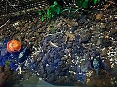 -上海昆虫博物馆