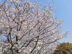 -高东镇樱花园