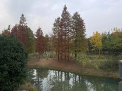 -贡湖湾湿地公园