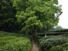 -茅家埠