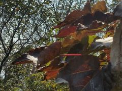 -原山国家森林公园