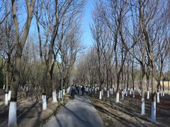 -大兴滨河森林公园