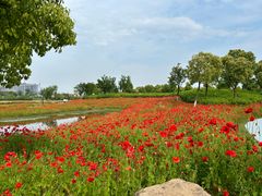 -春花秋色城市公园