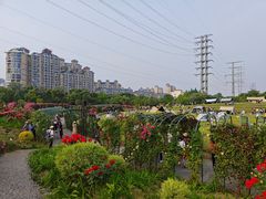 -金银湖国家城市湿地公园