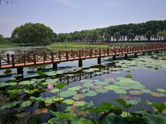 -洪湖生态旅游区