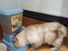 -猫色咖啡·猫咖