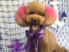 -读宠于你·约克夏比熊·睫角守宫·爬宠售卖(高新店)