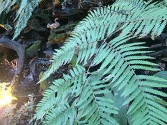 -Fern Forest Cafe